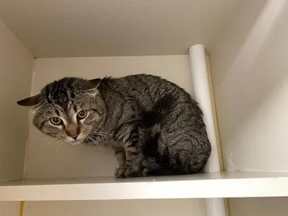 An adult medium-sized male Domestic Short Hair cat named Keta for adoption in Fairfax, VA