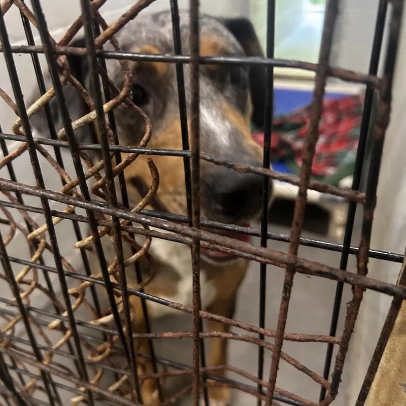 An adult medium-sized female Mixed Breed dog named Saskia for adoption in Summerville, SC