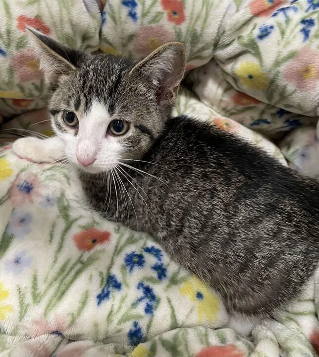 A baby small-sized male Domestic Short Hair cat named Clark for adoption in Jackson, MI