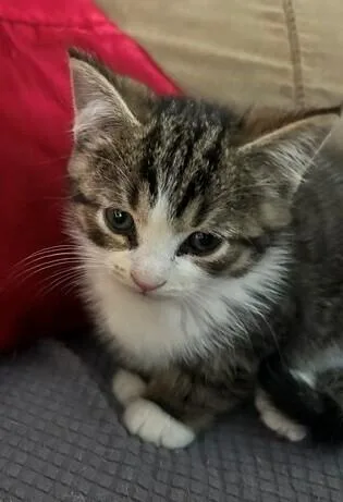 A baby medium-sized male Gray & White Domestic Short Hair cat named Grizzly Bear for adoption in Clinton Township, MI