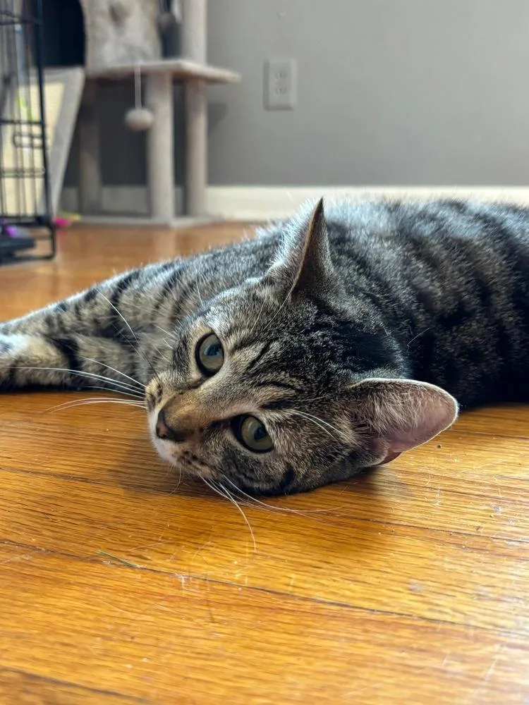 A young medium-sized female Brown / Chocolate Domestic Short Hair cat named Twister for adoption in Pittstown, NJ