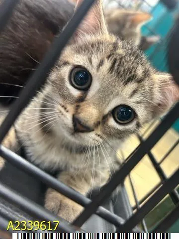 A baby small-sized female Domestic Short Hair cat named Willow for adoption in West Palm Beach, FL