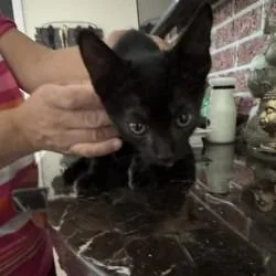 A baby small-sized male Black Domestic Short Hair cat named Cono for adoption in West Palm Beach, FL