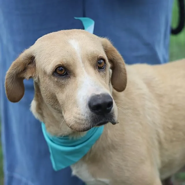An adult medium-sized female Labrador Retriever dog named Cupcake for adoption in San Antonio, TX