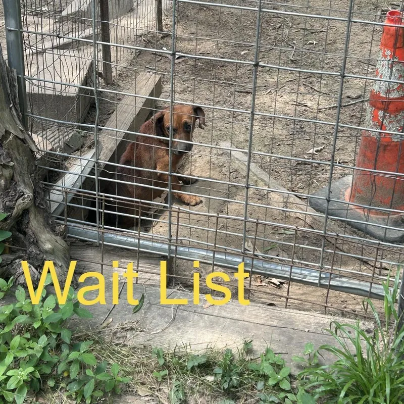 An adult small-sized female Brown / Chocolate Chihuahua dog named Honey for adoption in Livingston, TX