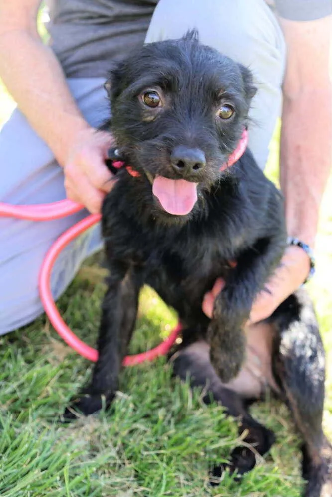 A baby small-sized male Black Terrier dog named Asteroid for adoption in Draper, UT