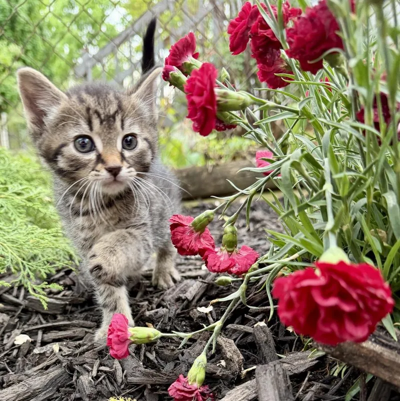 A baby small-sized female Brown / Chocolate Domestic Short Hair cat named Puddin for adoption in Martinsburg, WV
