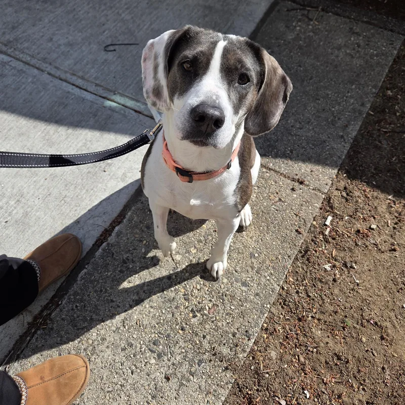 An adult medium-sized female Beagle dog named Esme for adoption in Westwood, NJ