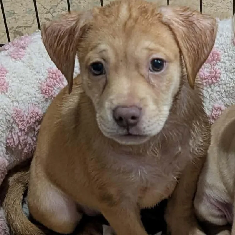A baby large-sized male Yellow / Tan / Blond / Fawn Labrador Retriever dog named Sam for adoption in Phoenix, MD