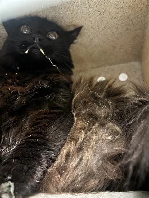 Stormey