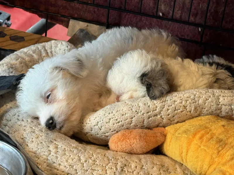 Bailey