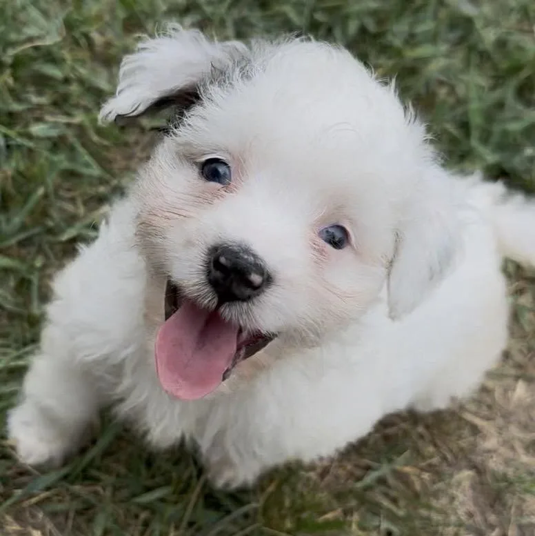 Bailey thumbnail 2