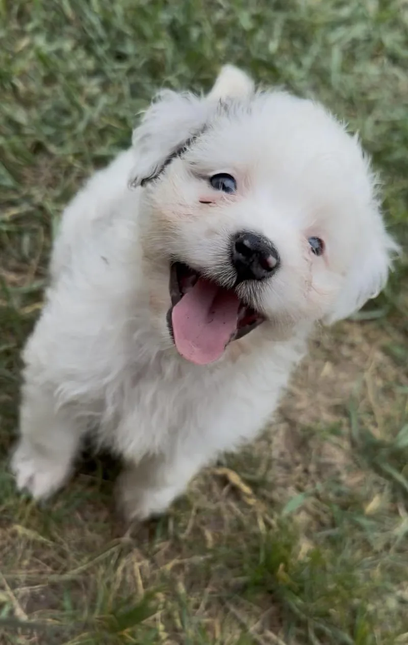 Bailey thumbnail 3