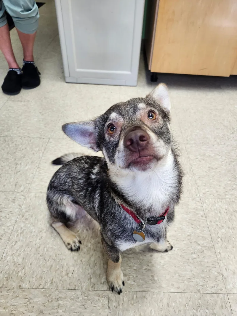 A young small-sized male White / Cream Chihuahua dog named Hunter for adoption in Fall River, MA
