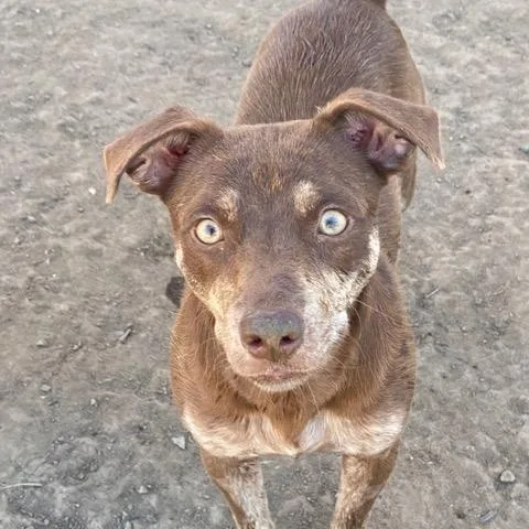 An adult small-sized female Chihuahua dog named Rainbow for adoption in Madras, OR