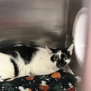 An adult medium-sized female Domestic Short Hair cat named Sophie for adoption in Worcester, MA