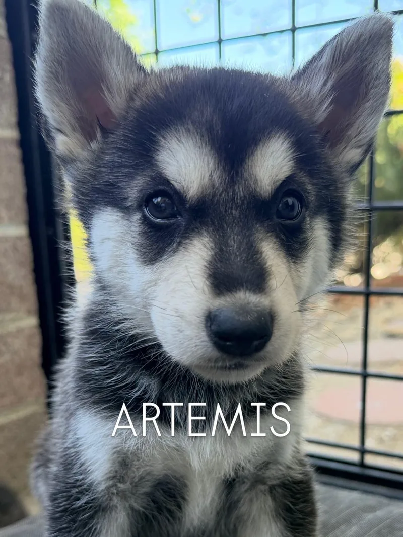 A baby medium-sized male Tricolor (Brown, Black, & White) Husky dog named Coming Soon... Artemis The for adoption in Studio City, CA