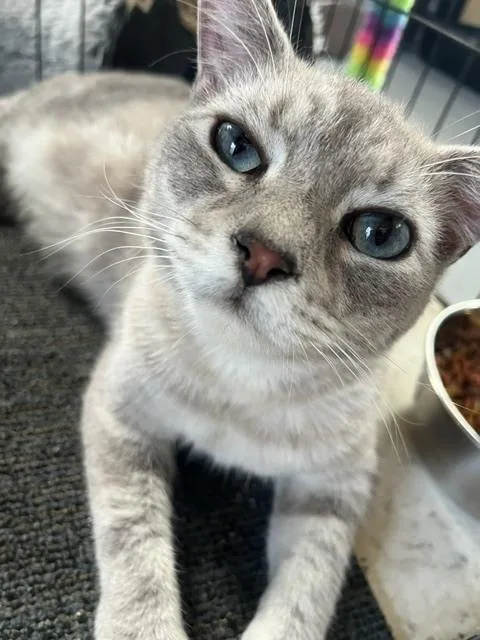 A young small-sized male Gray & White Domestic Short Hair cat named Rotten for adoption in Crescent City, FL