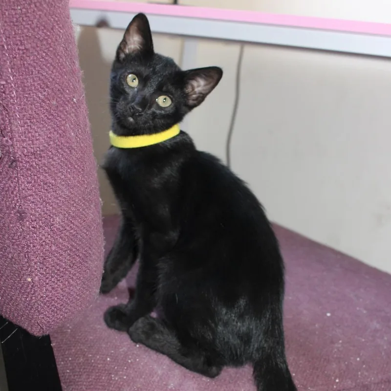 A baby small-sized male Black Domestic Short Hair cat named Sunny for adoption in Long Beach, CA