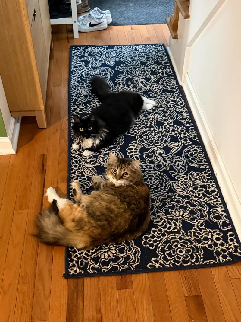 An adult medium-sized female Black & White / Tuxedo Domestic Long Hair cat named Ciciley for adoption in Gaylordsville, CT