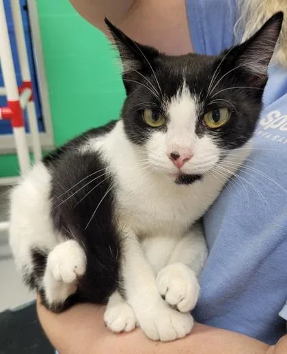 A baby small-sized female Domestic Short Hair cat named Gidget for adoption in Largo, FL