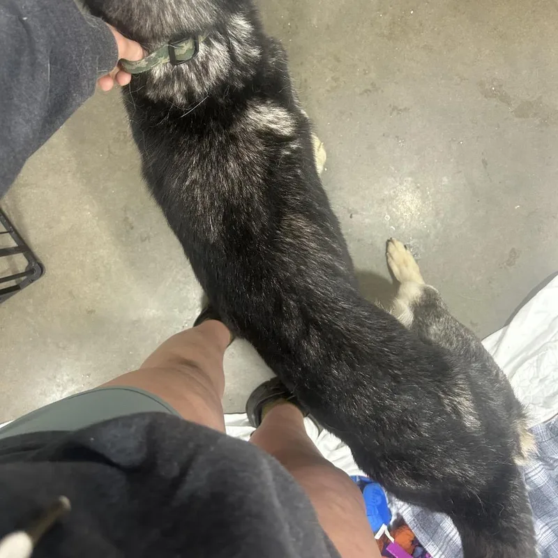 An adult medium-sized male Gray / Blue / Silver Husky dog named Kenai for adoption in Bismarck, ND