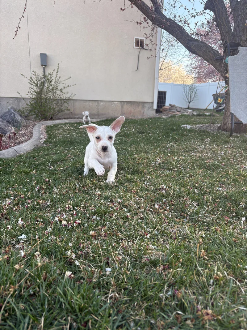 A baby small-sized male Chihuahua dog named Makani for adoption in Salt Lake City, UT