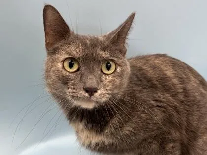 A young small-sized female Domestic Short Hair cat named Mimi for adoption in Woodbury, MN