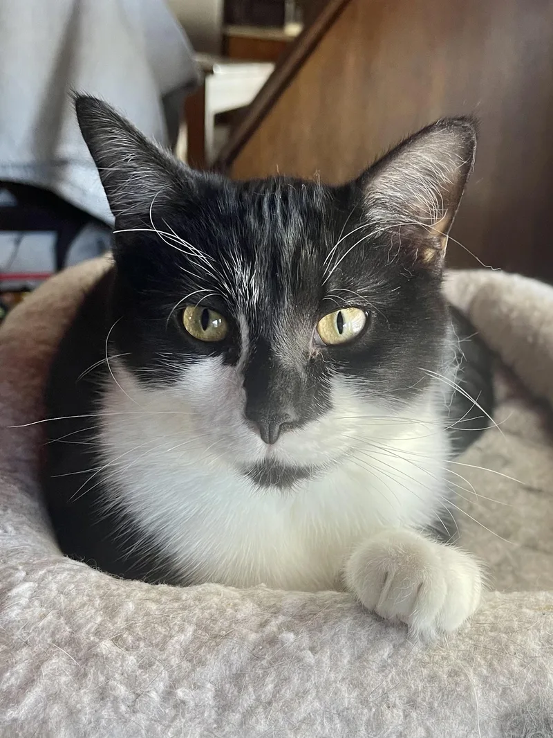 Drambuie thumbnail 2