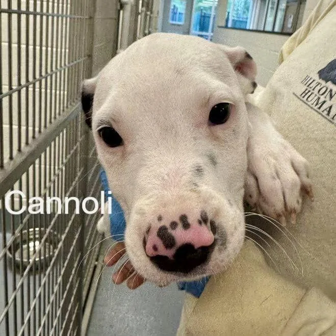 Cannoli
