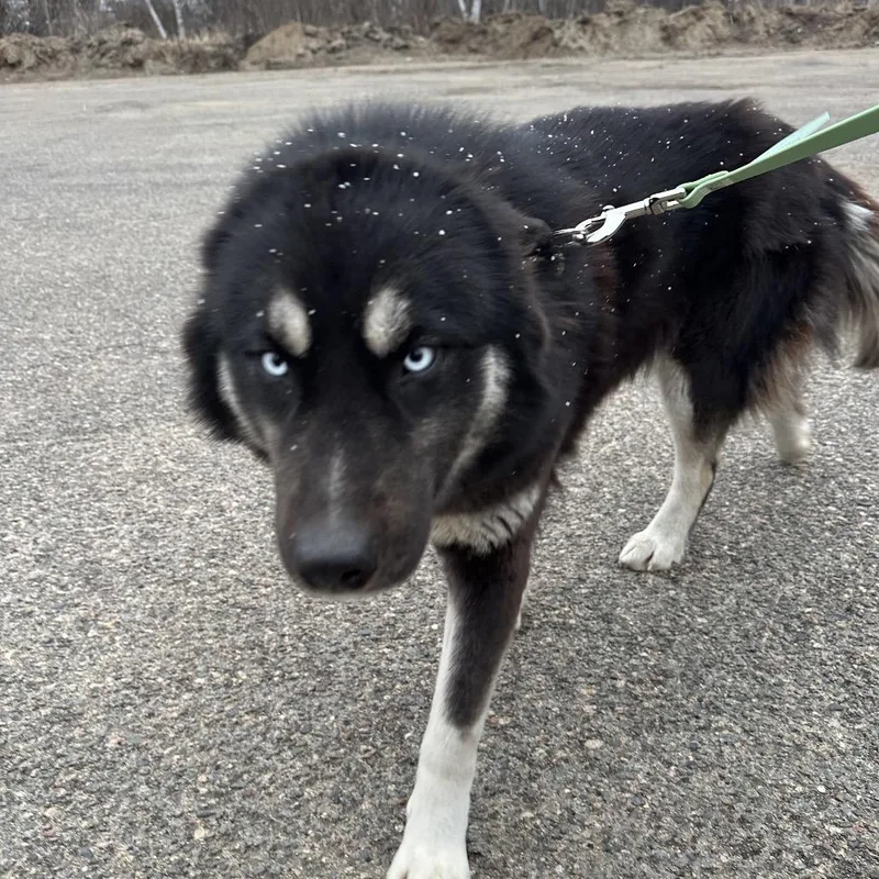 An adult large-sized female Black Husky dog named Tequila for adoption in Brainerd, MN