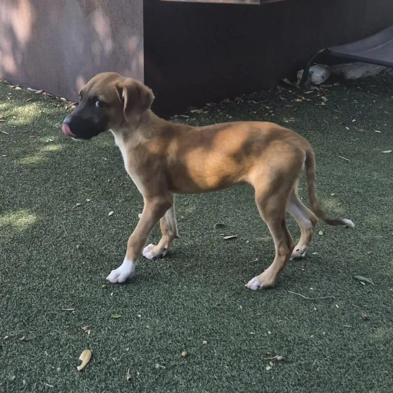 A baby small-sized female Mixed Breed dog named Senna for adoption in Austin, TX