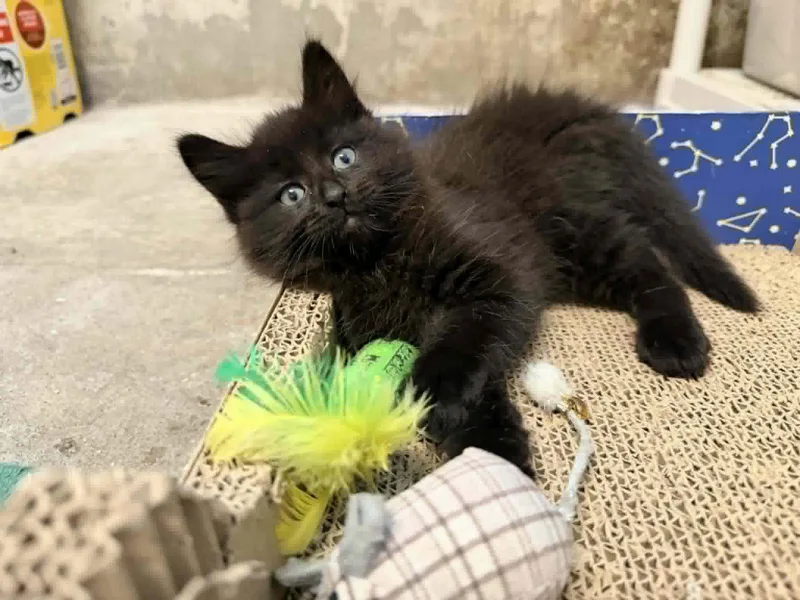 A baby small-sized female Black Domestic Long Hair cat named Rosie for adoption in Woodmere, NY