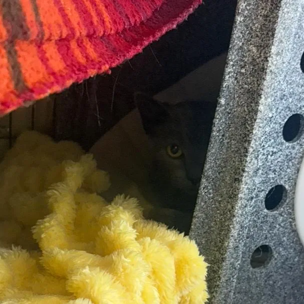 A baby small-sized male Domestic Short Hair cat named Fidget for adoption in Charlottesville, VA