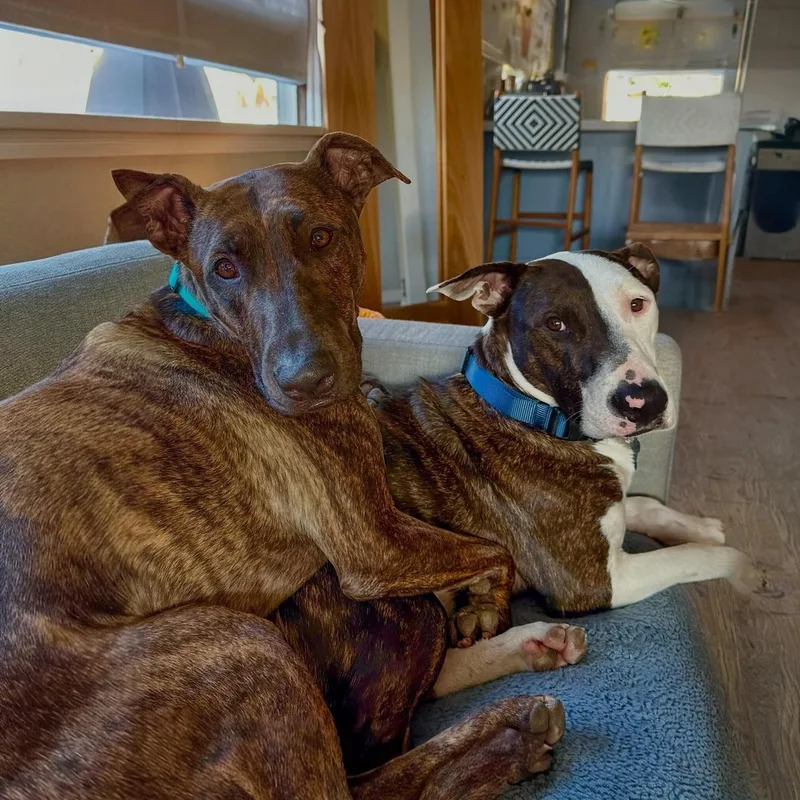 A young large-sized male Bull Terrier dog named Parke & Enzo Dog for adoption in Los Angeles, CA