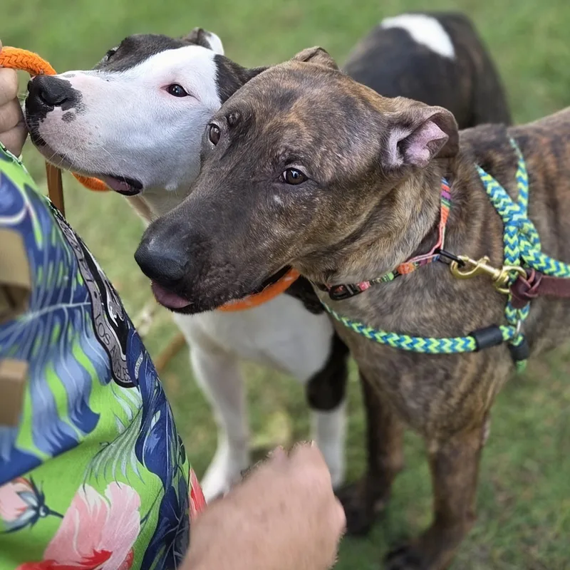 Parke & Enzo Dog thumbnail 2
