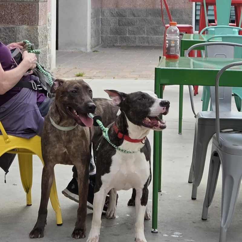Parke & Enzo Dog thumbnail 4