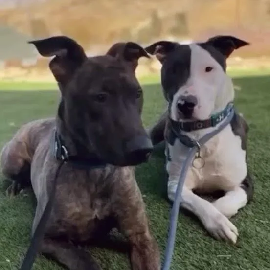 Parke & Enzo Dog thumbnail 5