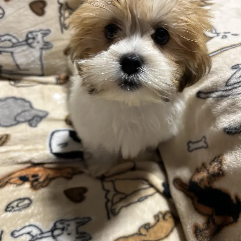 A baby small-sized female Lhasa Apso dog named Janna . lbs for adoption in Antwerp, OH