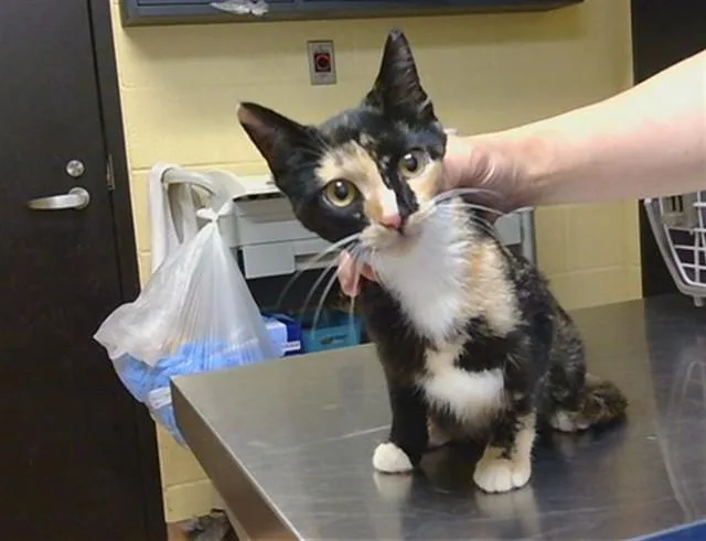A baby medium-sized female Domestic Short Hair cat named Rum for adoption in Cookeville, TN