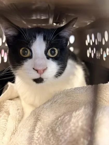 A young medium-sized male Black & White / Tuxedo Domestic Short Hair cat named Pongo for adoption in Hamilton, MT