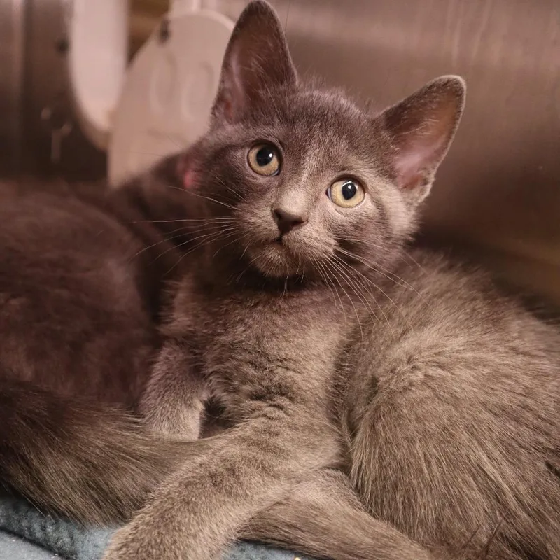 A baby small-sized female Gray / Blue / Silver Domestic Short Hair cat named Peanut for adoption in Waukesha, WI