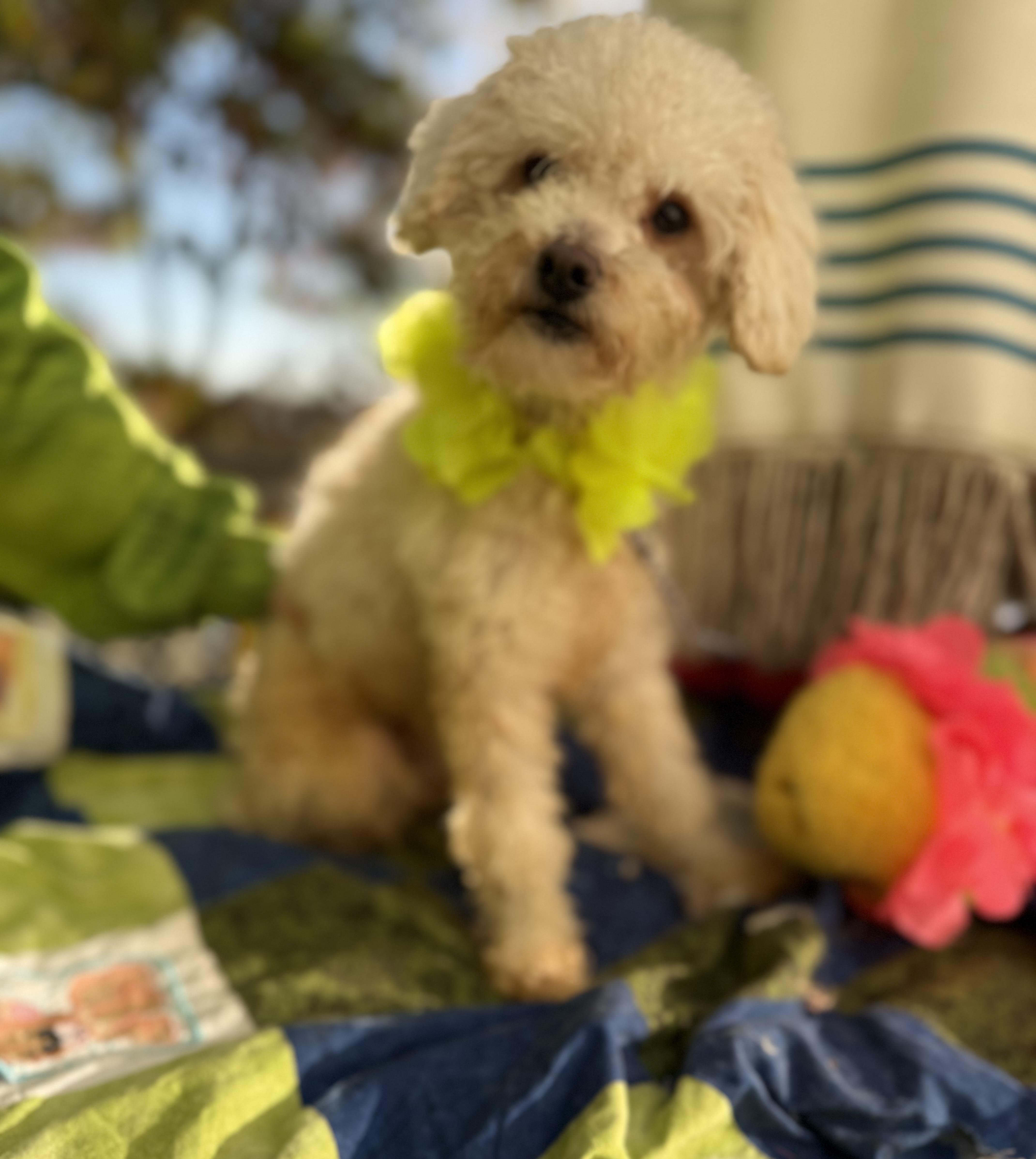 An adult small-sized male White / Cream Toy Poodle dog named Zay  lbs  for adoption in White Lake, MI