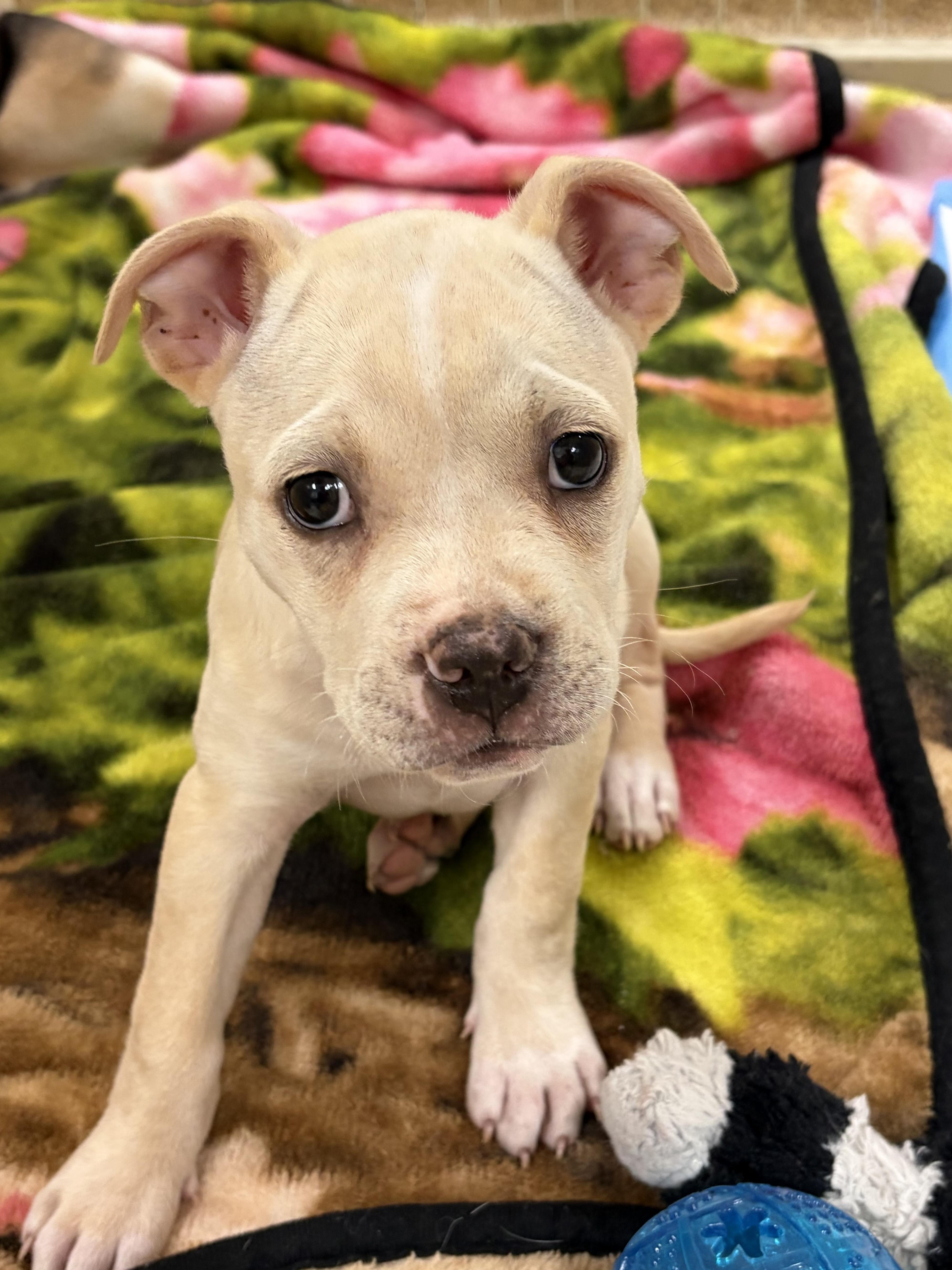 A baby medium-sized female Apricot / Beige Boxer dog named Tesd for adoption in Kerrville, TX