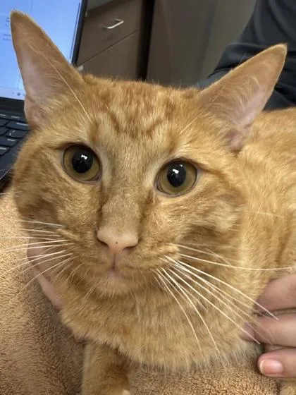 A young medium-sized male Domestic Short Hair cat named Jack Johnson for adoption in Fishers, IN