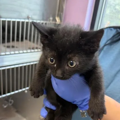 A baby small-sized male Black Domestic Short Hair cat named Pocus for adoption in Marshall, TX