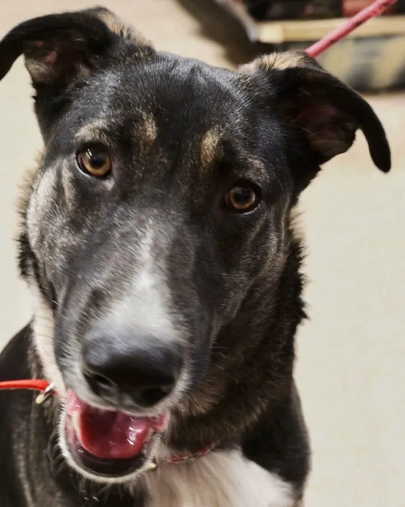 An adult medium-sized female Black Shepherd dog named Tiana for adoption in Sioux City, IA