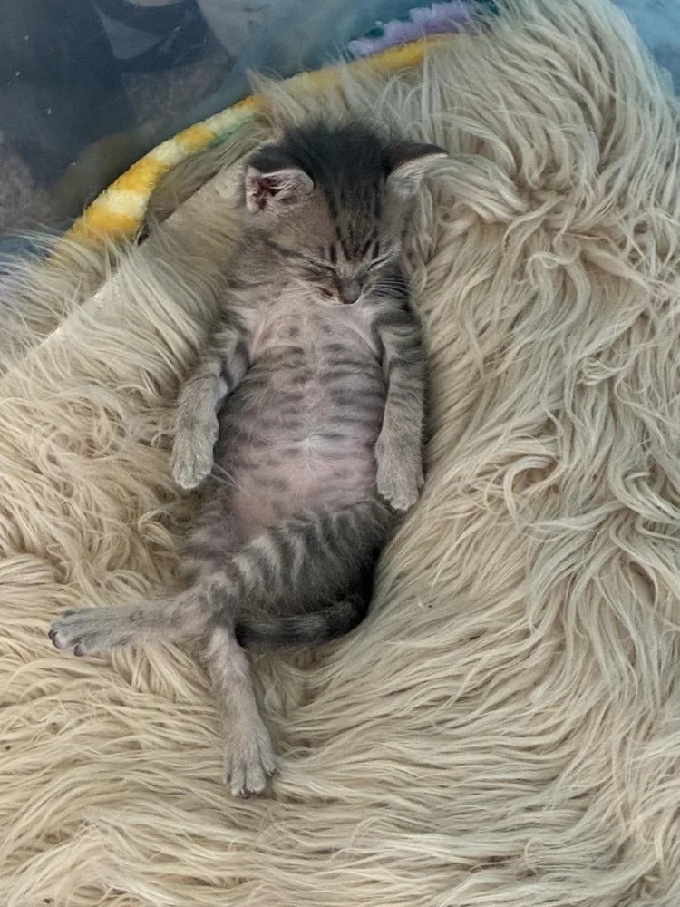 A baby small-sized female Domestic Short Hair cat named Francine for adoption in Ferndale, MI