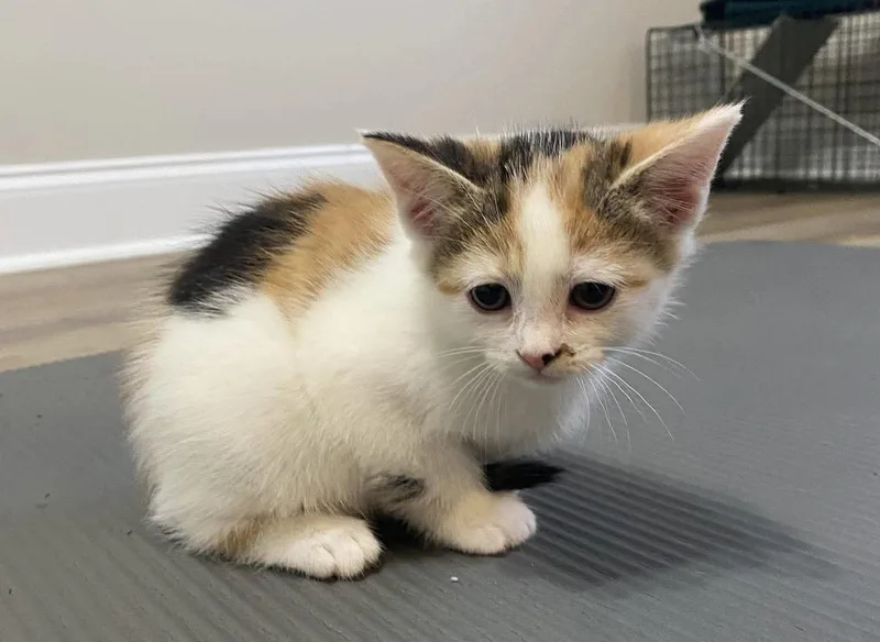 A baby medium-sized female Domestic Short Hair cat named Jeanie for adoption in Oakboro , NC