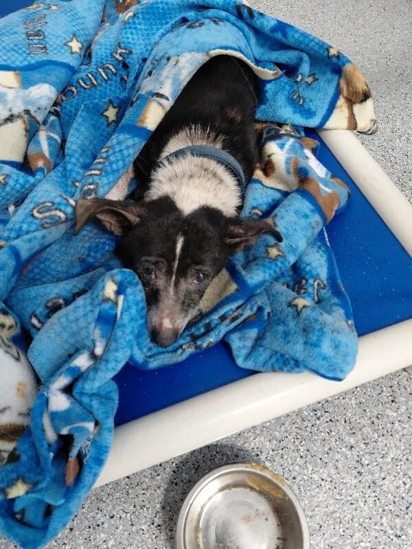 A senior medium-sized female Chihuahua dog named Molly for adoption in bellefontaine, OH